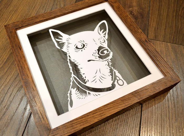 Chihuahua pet portrait